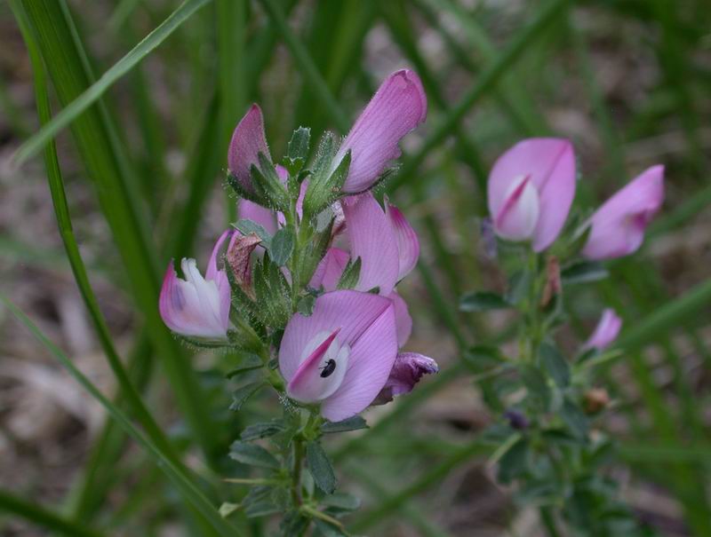 Ononis spinosa / Arrestabue